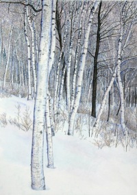 Birches in Winter