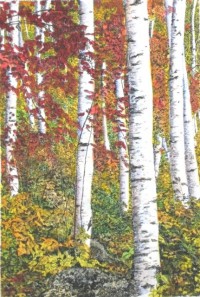 White Birches