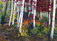 Birches and Maples